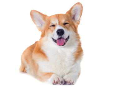 Beyaz arka planda gülümseyen Galli Corgi köpeği