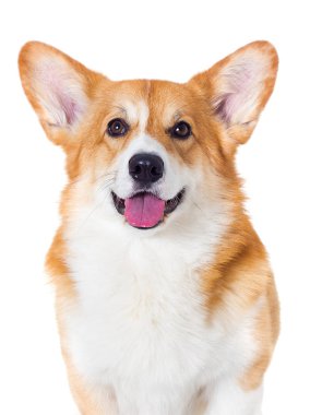 Beyaz arka planda gülümseyen Galli Corgi köpeği