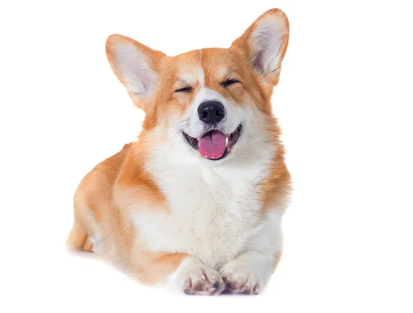 Welsh corgi หมา ยิ้มบนพื้นหลังสีขาว — ภาพถ่ายสต็อก