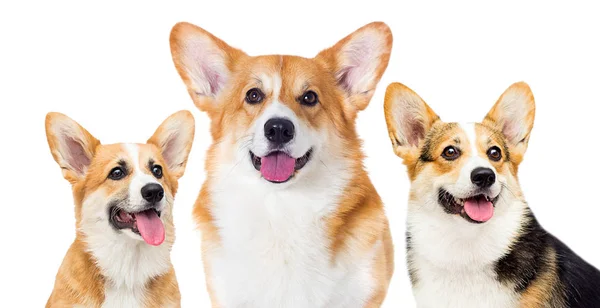 Galês corgi cão sorrindo em um fundo branco — Fotografia de Stock