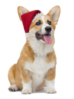 Galli Corgi köpeği Noel Baba şapkasına gülümsüyor