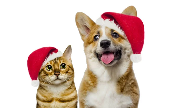 Valp och kattunge ler mot tomten hatt — Stockfoto