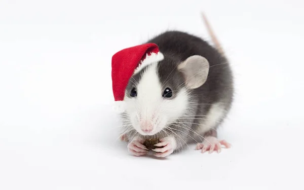 Милая белая крыса в рождественской шляпе, символ нового года — стоковое фото