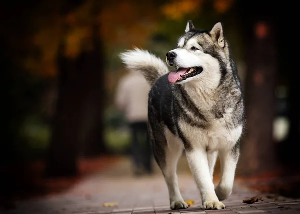 Köpek, hayvan, sonbahar, portre, malamute, hayvan, köpek, doğa, al — Stok fotoğraf