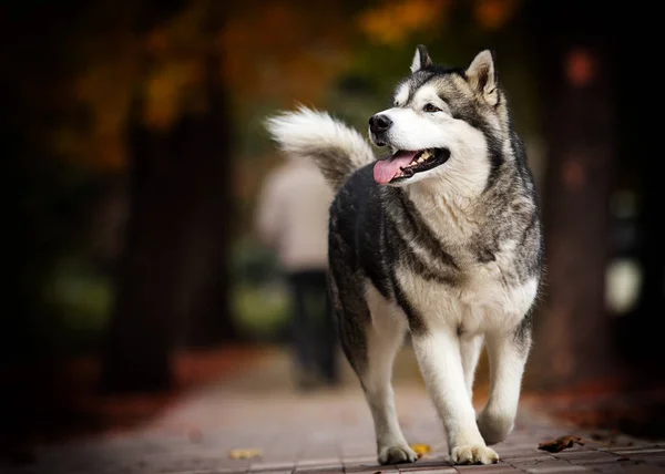Perro, mascota, otoño, retrato, malamute, animal, canino, naturaleza, al Imagen De Stock