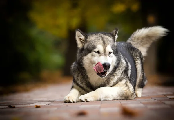 Autumn dog breed Alaskan Malamute — Stock Photo, Image