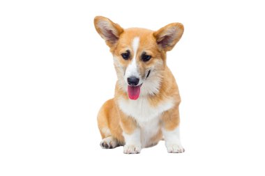 küçük köpek oturur ve görünüyor, doğurmak galce corgi pembroke