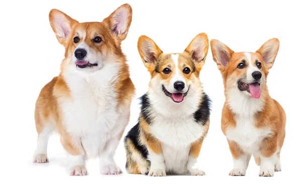 Set van welsh corgi honden op volle lengte kijkend op een witte rug gr — Stockfoto