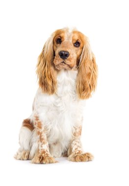 Beyaz bir arka plan üzerinde İngilizce Spaniel köpek