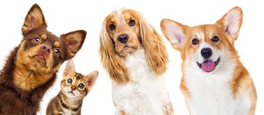 Yavru kedi ve köpek yavrusu dışarı dikizlemek