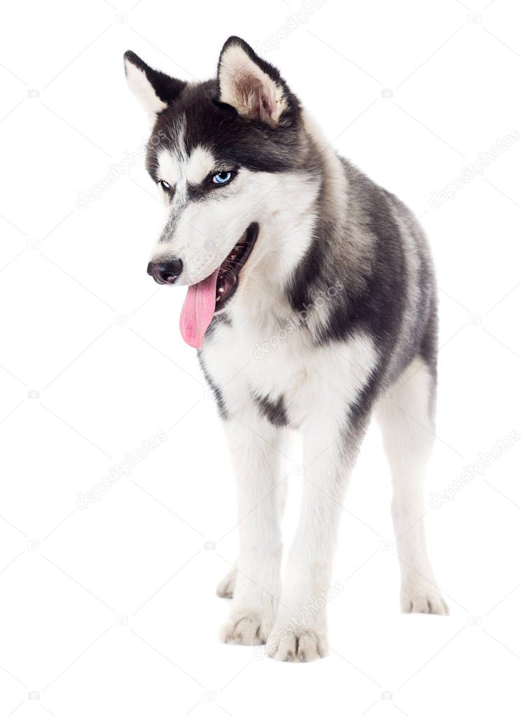 husky dog stands with a sly muzzle on a white background in full