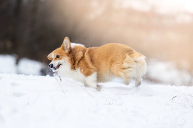 Kışın kar altında Galli Corgi sosislileri