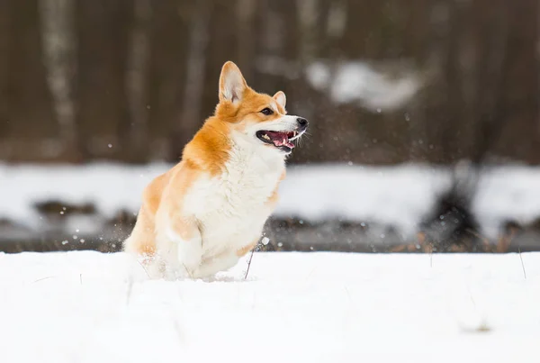 Σκύλους welsh corgi το χειμώνα στο χιόνι — Φωτογραφία Αρχείου