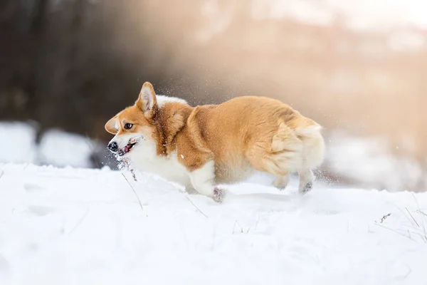 Walisische Corgi-Hunde im Winter im Schnee — Stockfoto