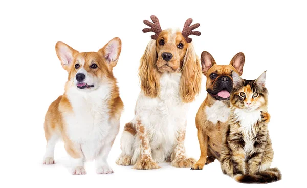 Pes španěl s vánoční jelení rohy — Stock fotografie