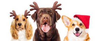 köpek ve yeni yıl geyik boynuzları