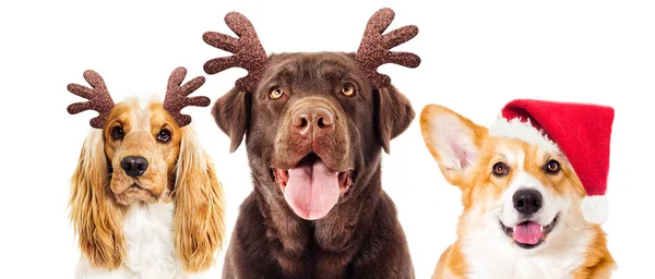 Hund und Neujahrshörner — Stockfoto