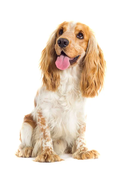 Anglický kokršpaněl pes na bílém pozadí — Stock fotografie