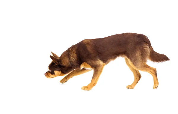 Dog sneaking over white background — Stok fotoğraf