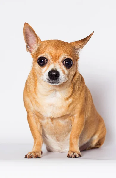 Chihuahua pies patrzy w górę na białym tle — Zdjęcie stockowe