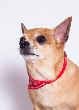Beyaz arka planda şişman köpek Chihuahua cinsi.