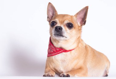 Beyaz arka planda şişman köpek Chihuahua cinsi.