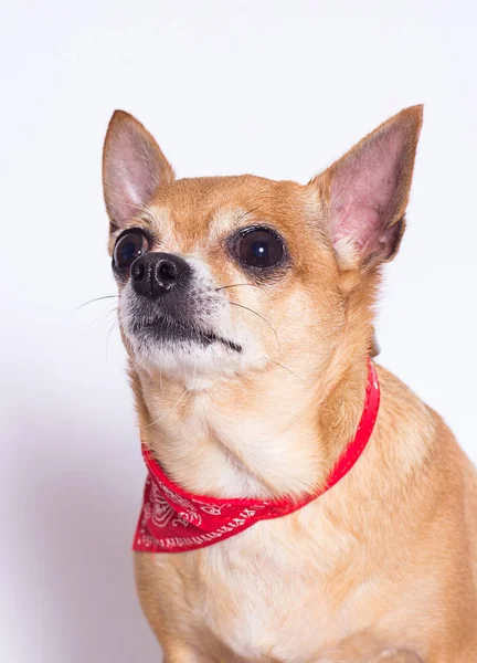 Tłusty pies Chihuahua rasa na białym tle — Zdjęcie stockowe