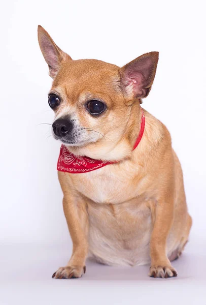 Fet hund Chihuahua ras på en vit bakgrund — Stockfoto