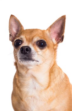 Beyaz arka planda zencefilli chihuahua köpeği portresi