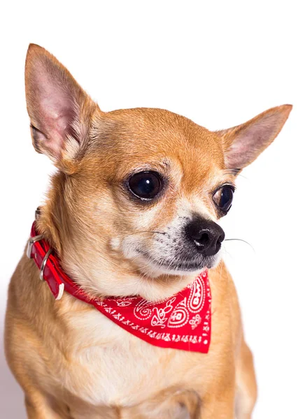 Porträtt av ingefära chihuahua hund på vit bakgrund — Stockfoto