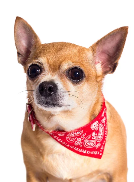 Porträtt av ingefära chihuahua hund på vit bakgrund — Stockfoto