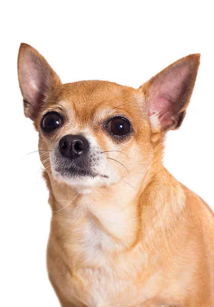 Beyaz arka planda zencefilli chihuahua köpeği portresi — Stok fotoğraf