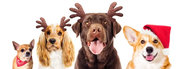 Hund und Neujahrshörner — Stockfoto