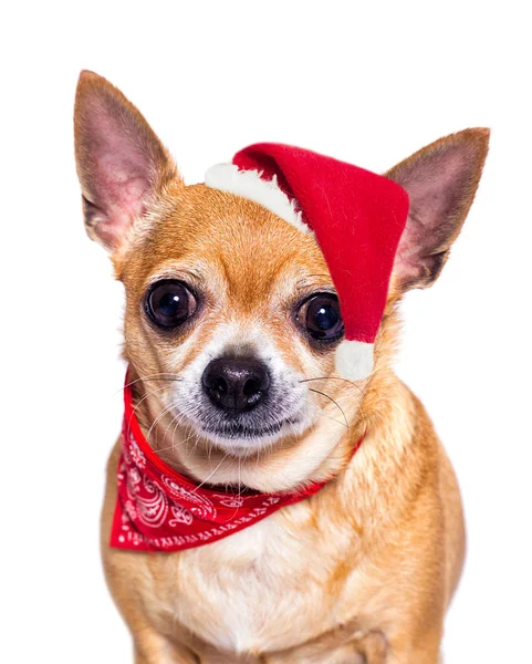 Hundar i Santa jul hatt på nya år kväll — Stockfoto