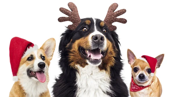 Uppsättning hund i Santa jul hatt på nya år kväll — Stockfoto
