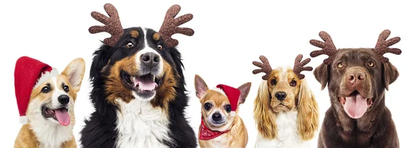 Hund in Weihnachtsmütze an Silvester — Stockfoto