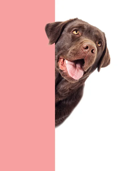Hund lugt isoliert auf weißem Hintergrund hervor — Stockfoto