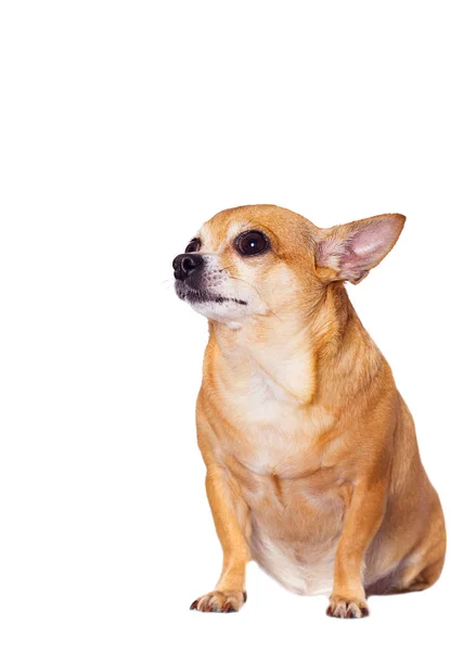 Chihuahua cão olhando para os lados em um fundo branco isolado — Fotografia de Stock