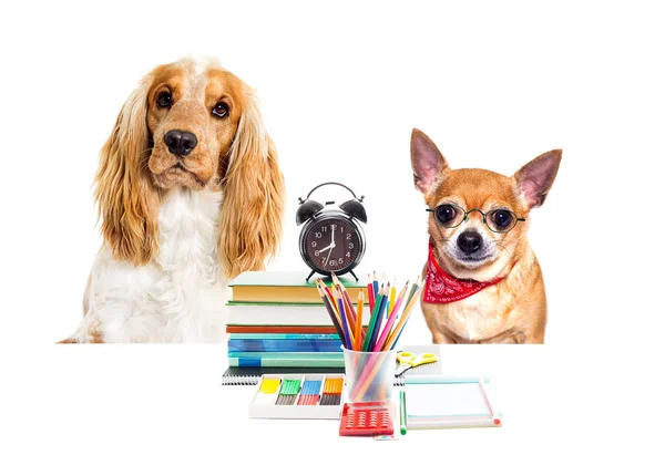 Hund und Schule ein isolierter weißer Hintergrund — Stockfoto