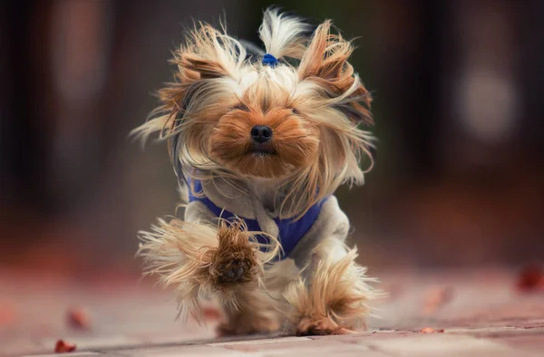 Dog yorkshire terrier fut gyorsan — Stock Fotó