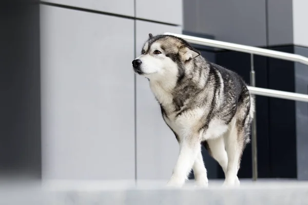 Kutya a városban, Alaszkai Malamut — Stock Fotó