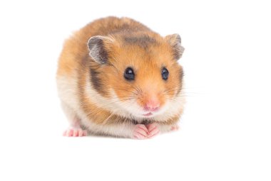 Beyaz arka planda Suriye hamsterı