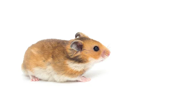 Hamster syrien sur fond blanc — Photo