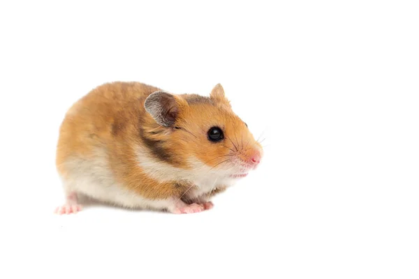 Hamster sírio em um fundo branco — Fotografia de Stock