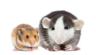 Beyaz arka planda sıçan ve hamster.