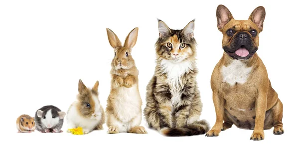 Rat and hamster and rabbit and cat and dog — Stock Photo, Image