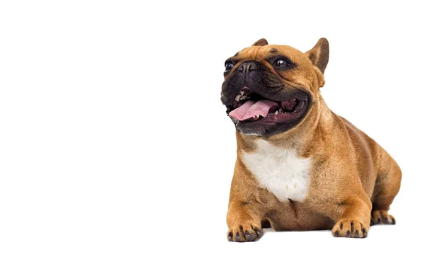 Franse bulldog hond geïsoleerd op witte achtergrond — Stockfoto
