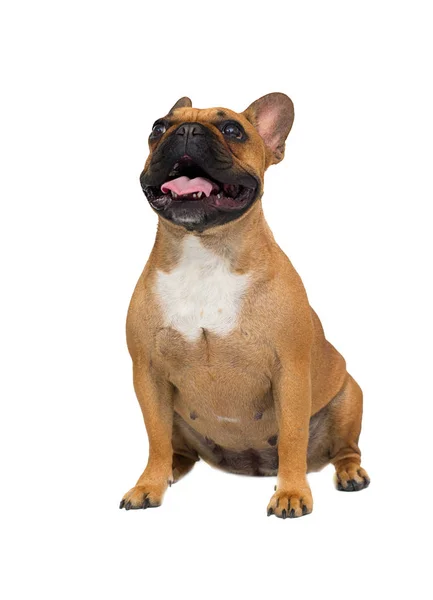 Franse bulldog hond geïsoleerd op witte achtergrond — Stockfoto