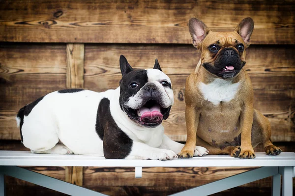 Grupo de cães raça bulldog francês juntos em estilo retro — Fotografia de Stock