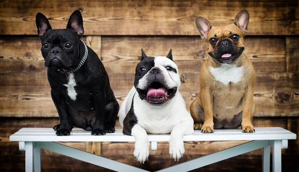 Grupo de cães raça bulldog francês juntos — Fotografia de Stock